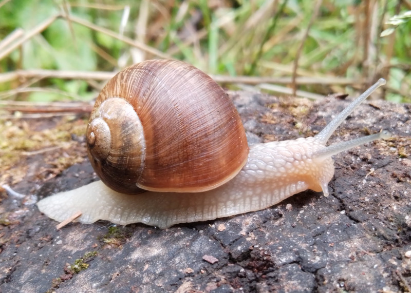 Die Weinbergschnecke spielt eine tragende Rolle bei der Schneckenrallye