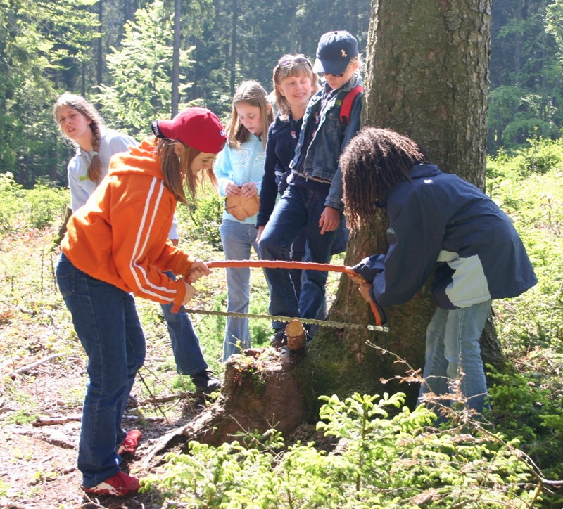 Schüler sägen bei einem Waldprojekt Holzabschnitte 